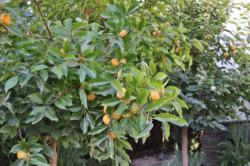 Fruit tree in the garden